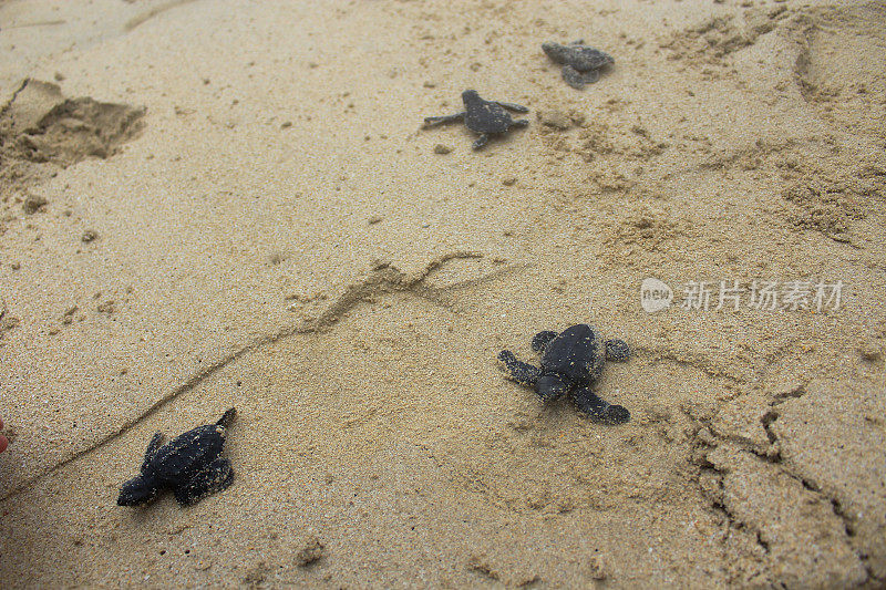 把小海龟放生到亚齐海。