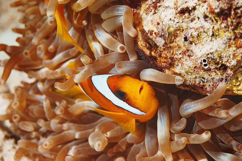 海洋生物。珊瑚礁水下场景与海葵和海葵鱼鱼小丑鱼。水肺潜水员的观点。