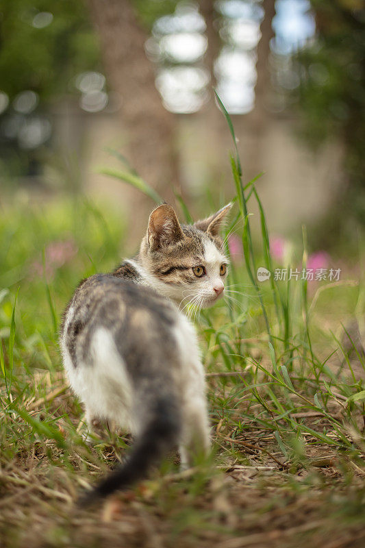 多色的流浪小猫站在街中央。