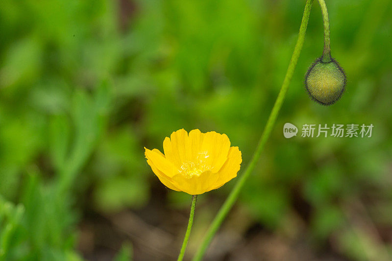 黄罂粟花
