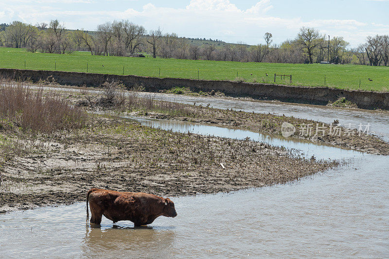 在美国蒙大拿州中部，一头牛在河中涉水饮水