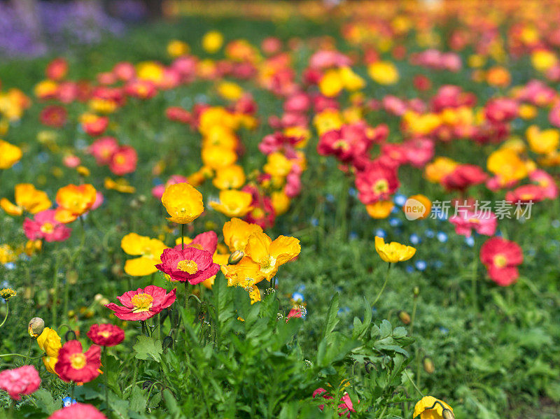 草地上盛开着红黄相间的罂粟花