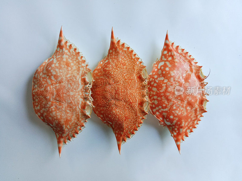 蟹壳。白色上孤立的干蟹壳。干蟹壳。白底清蒸青蟹的整个壳。