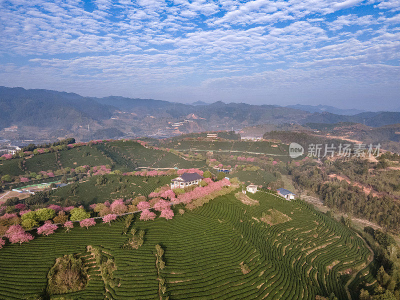 早上在绿茶园里种植的一排排樱桃树的鸟瞰图