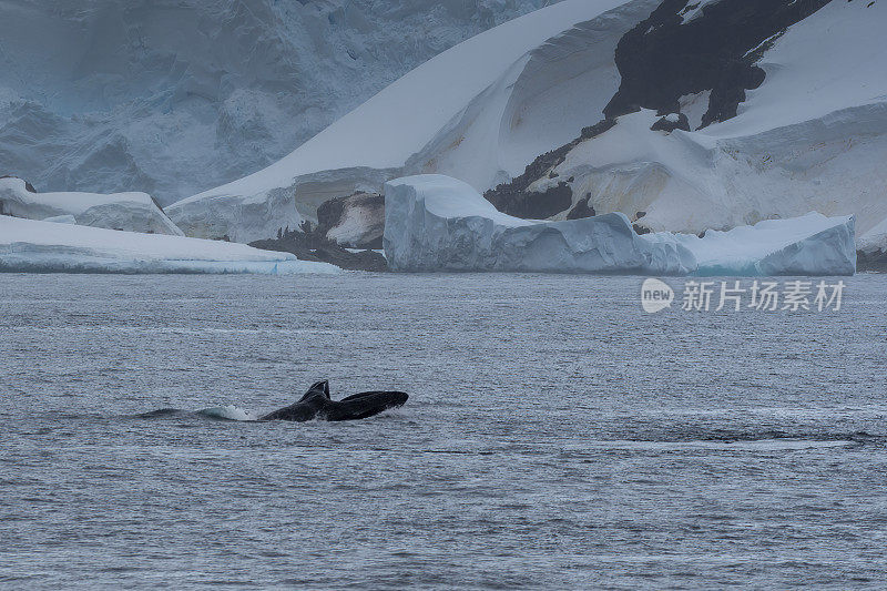 座头鲸在南极水域和环境中进食。南极洲