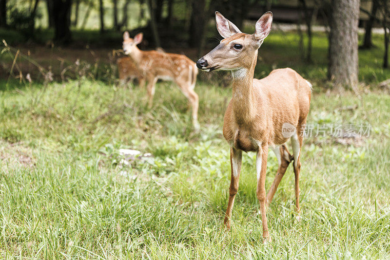一只母鹿带着她的小鹿在美国宾夕法尼亚州的森林里散步。