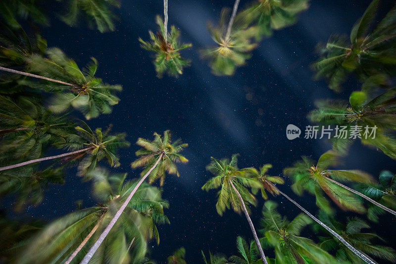 星空下的棕榈树