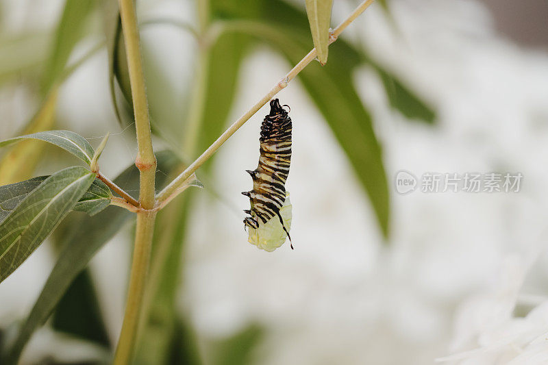 黑脉金斑蝶毛虫，变成蛹