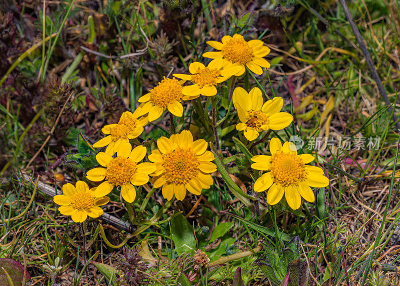 加州拉斯滕尼亚是一种开花植物在菊科已知的共同名称加州金矿。它原产于北美西部。阿博特泻湖，雷耶斯角国家海岸，加利福尼亚。