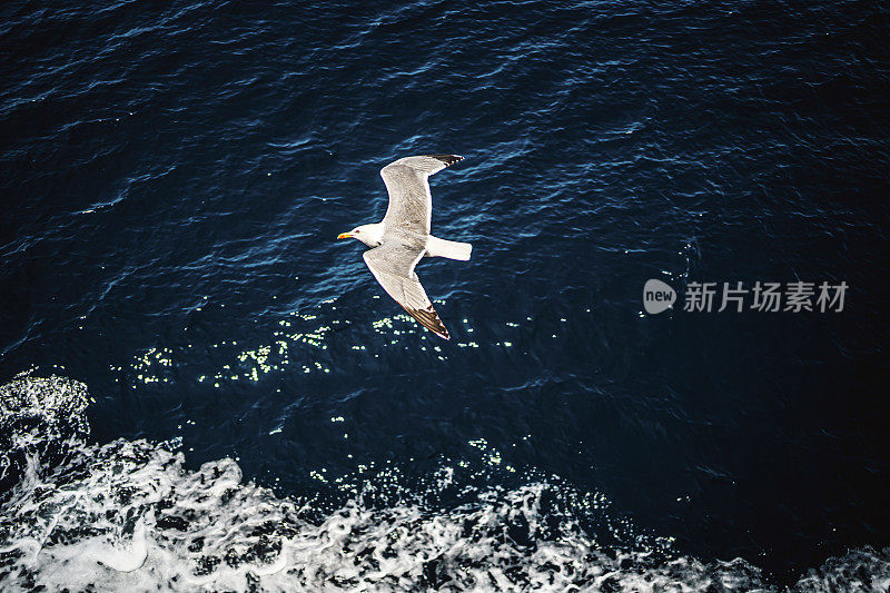 海鸥飞过大海