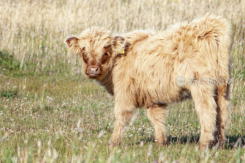 苏格兰高地牛，看着镜头的小动物