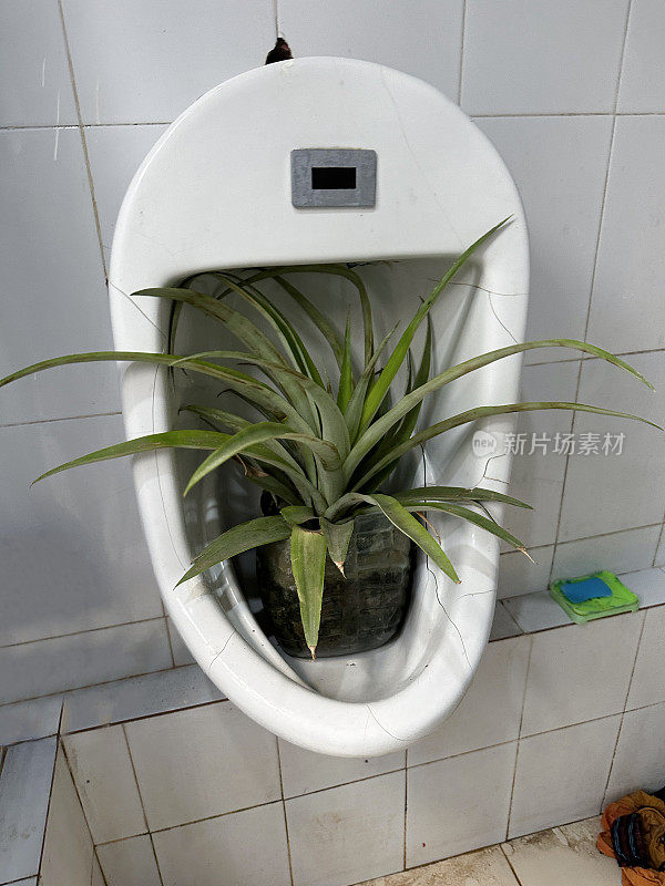 公共厕所的形象，白色陶瓷小便池用作植物支架，白色瓷砖地板和墙壁，向上循环的破碎小便池，重点放在前景
