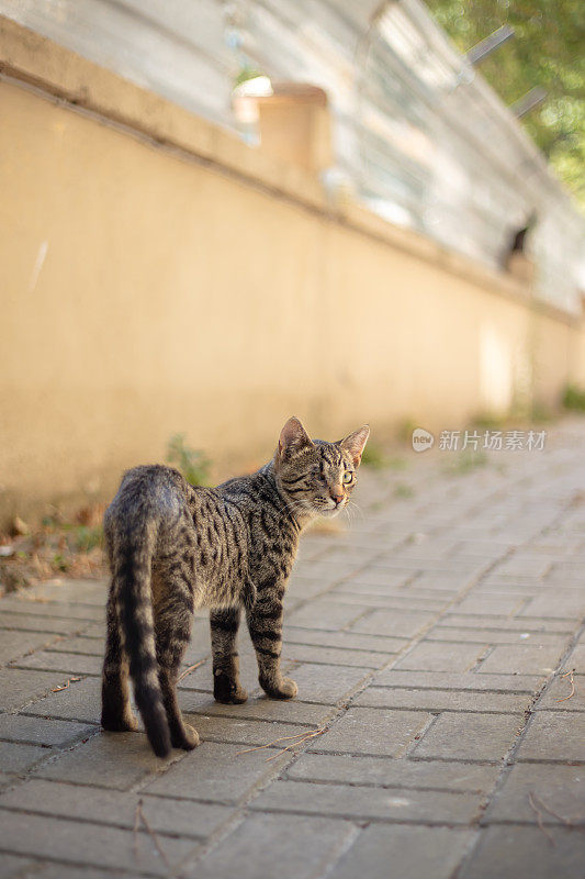 眼睛受伤的虎斑流浪猫。