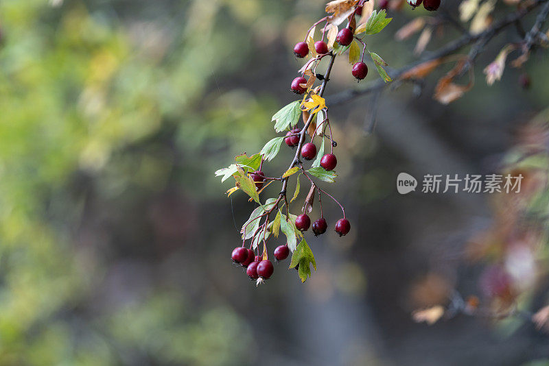 森林中的玫瑰果树枝