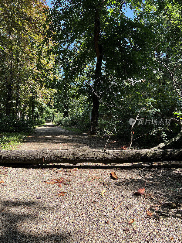 暴风雨过后，公园里一棵倒下的树挡住了道路。