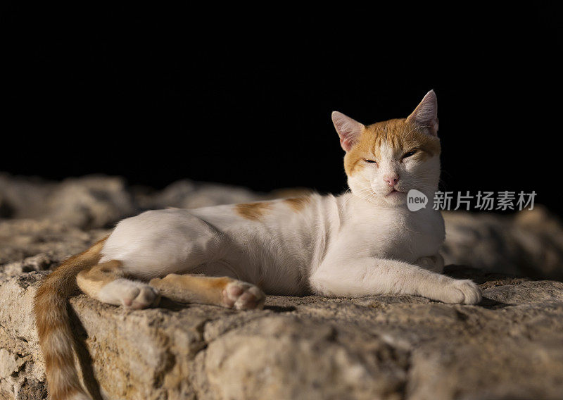 昏昏欲睡的猫在岩石上晒日光浴