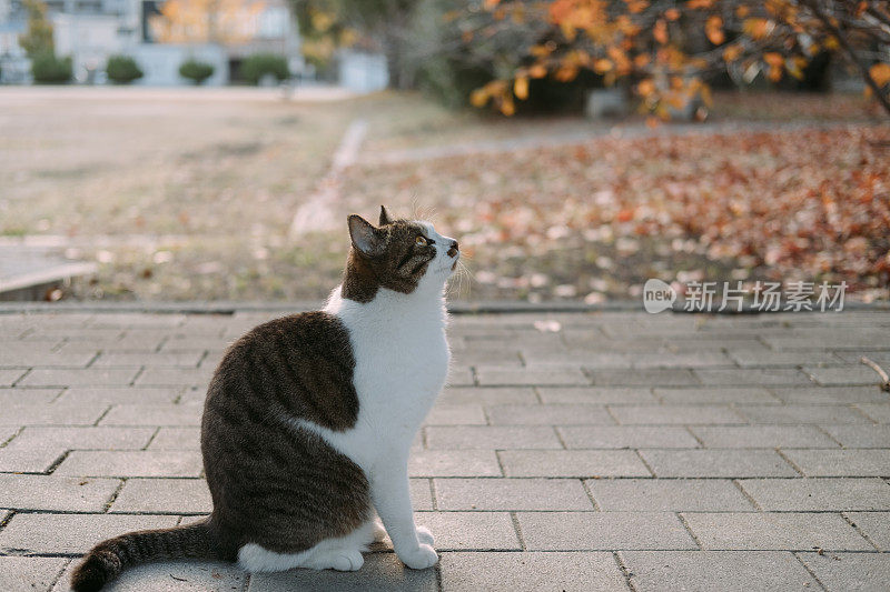 秋天的公园和猫