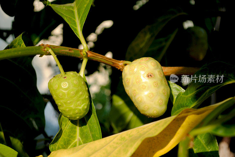 诺丽果是抗癌食品。