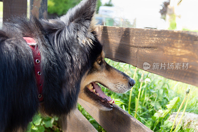 美丽的年轻长毛德国牧羊犬在她守护她的财产时，穿过木栅栏看守着。