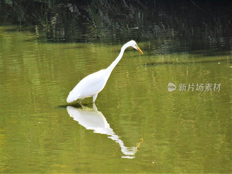 苍鹭和它的倒影。