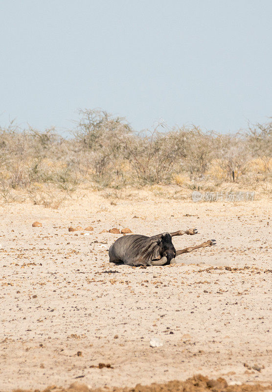 纳米比亚库内地区埃托沙国家公园里的蓝角马