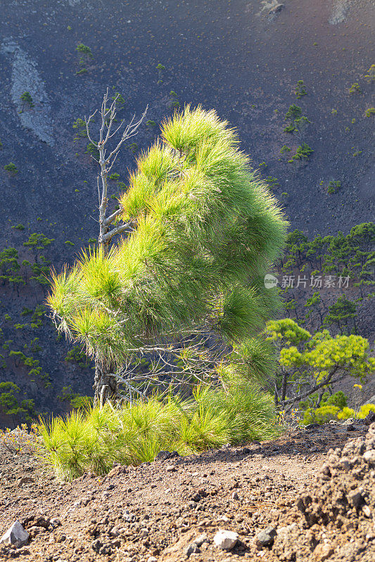 拉帕尔马的黑山火山