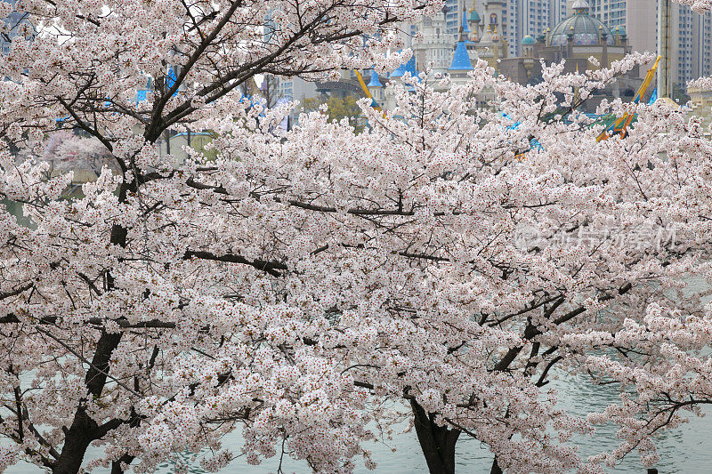 韩国首尔的樱花