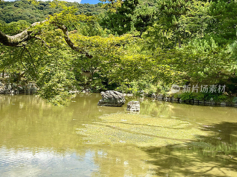 日本-京都-丸山公园