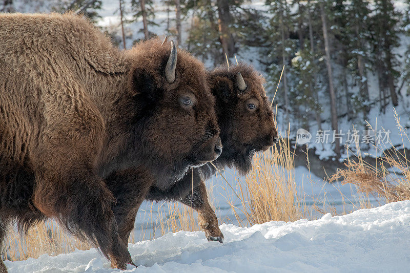 北美美国西部怀俄明黄石公园的野牛或水牛在雪地中行进