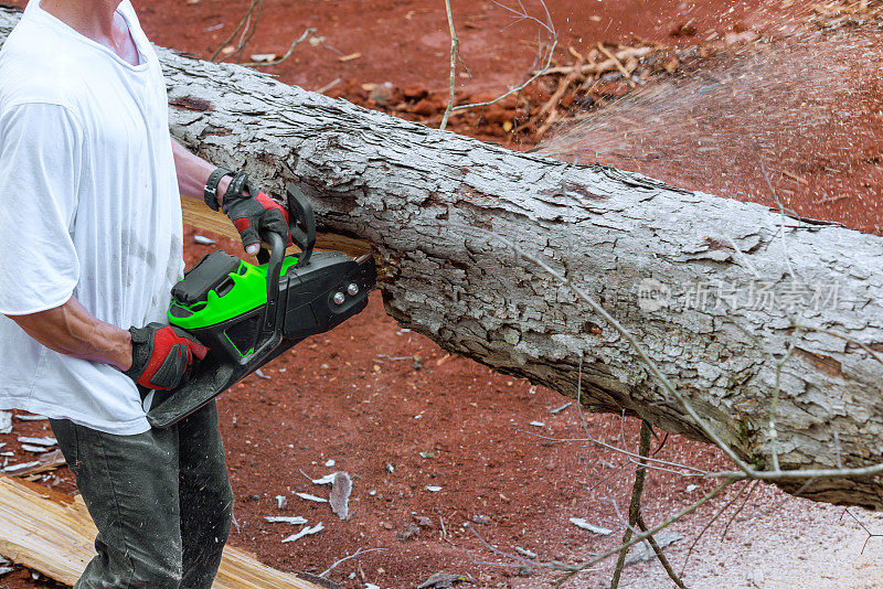 一个专业的伐木工人用链锯在森林里砍树