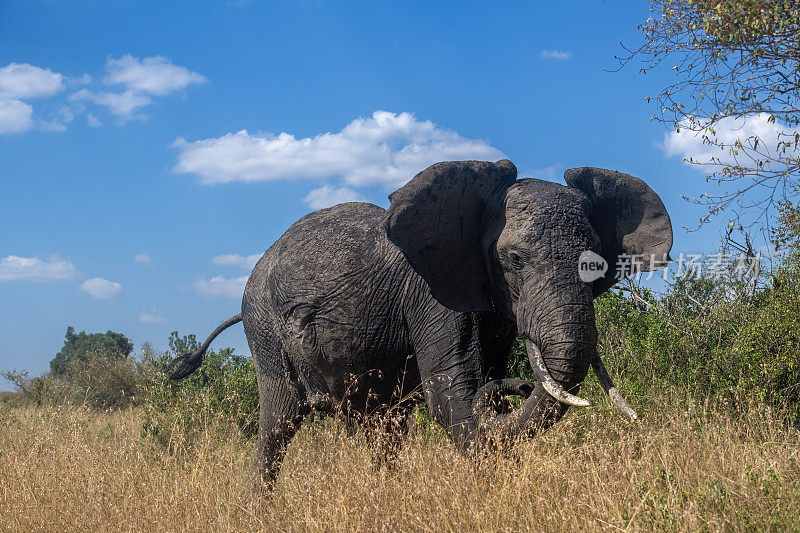 坦桑尼亚塞伦盖蒂国家公园，一头非洲象在蓝天白云的森林中奔跑
