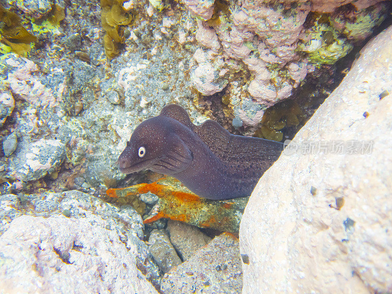 海鳗在大西洋-特内里费岛-普拉亚拉斯阿里纳斯，拉帕尔马