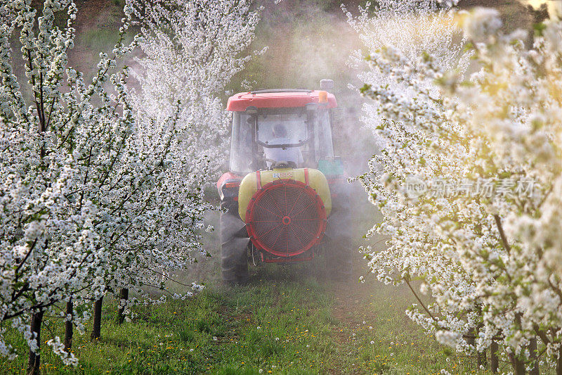 拖拉机与雾化喷雾器喷洒农药在樱花园春天