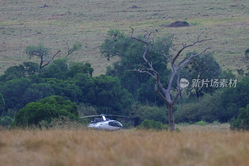 一架直升机降落在马赛马拉的灌木丛中