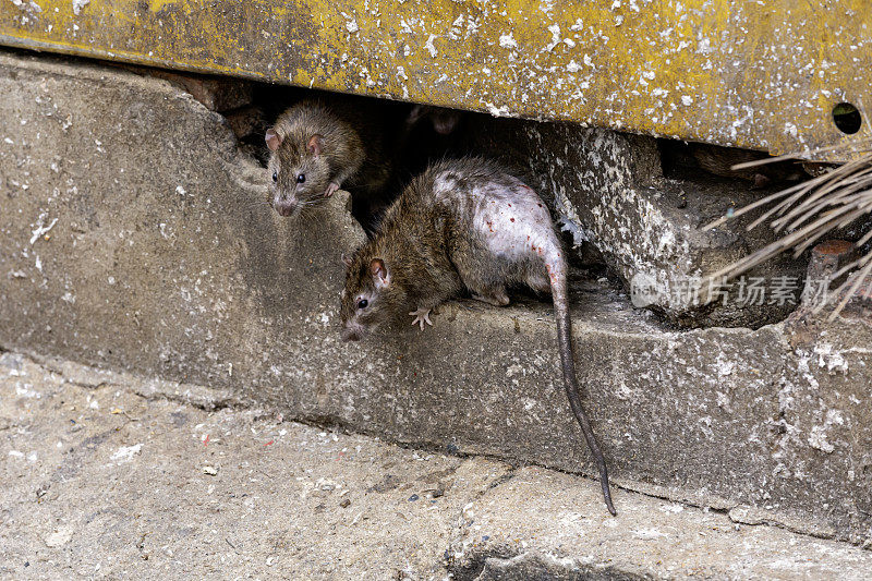 肮脏、蓬头垢面、瞪大眼睛、令人厌恶的老鼠从建筑物的裂缝里钻了出来。指城市中的鼠害问题、动物疫病暴发和脏乱。有选择性的重点。