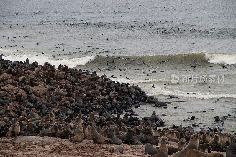 纳米比亚十字角的野生海豹