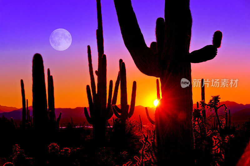 亚利桑那州图森市附近的撒瓜罗国家公园的第一次日落。