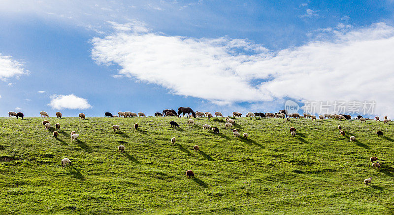草原上的羊群。