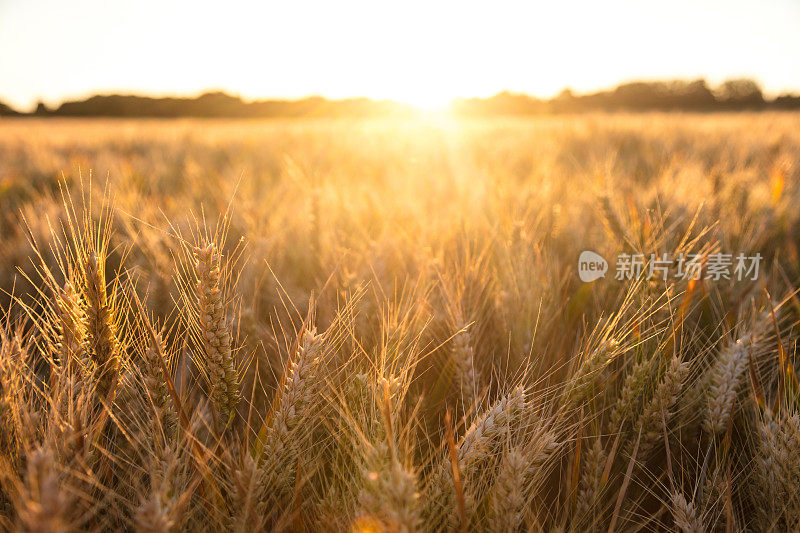 日落或日出时，金黄的麦田在农场上生长着大麦作物