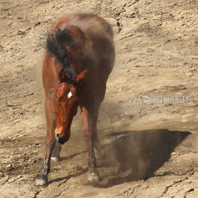 一匹栗色马抖掉泥土的动作。