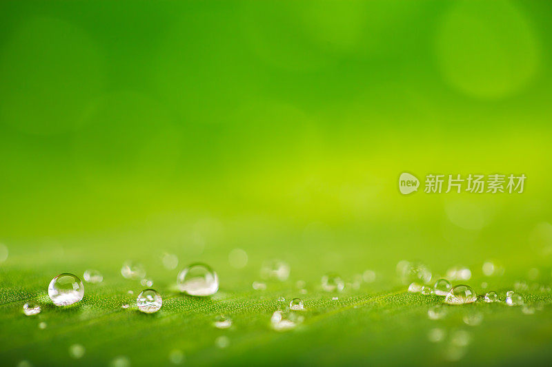 雨滴掠过清新的绿叶纹理，自然的背景