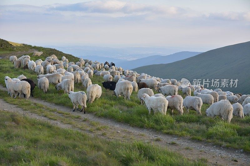 牧羊人和他的羊