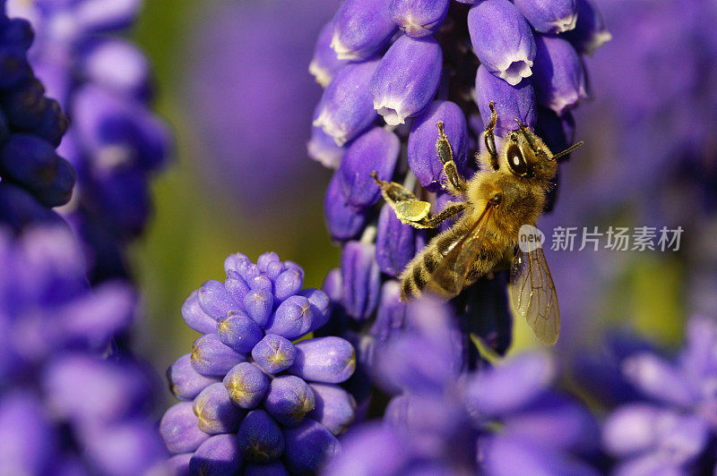 蓝葡萄风信子上的蜜蜂