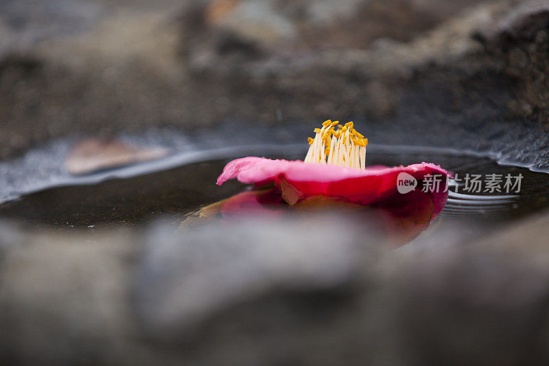 水坑里的粉红色的花