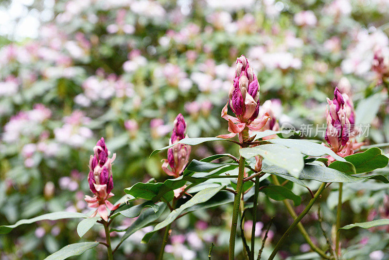 粉红色的杜鹃花的花蕾