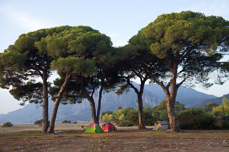 在土耳其的大松树下露营