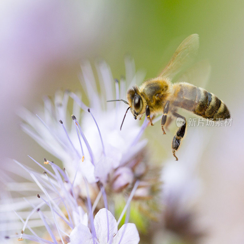 蜜蜂飞向花朵