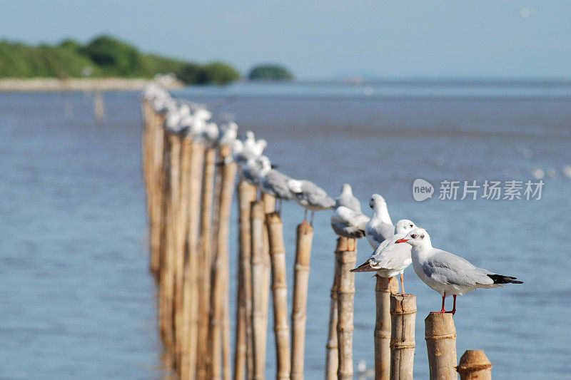 群海鸥