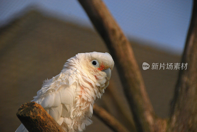 鸟笼里的高芬凤头鹦鹉。