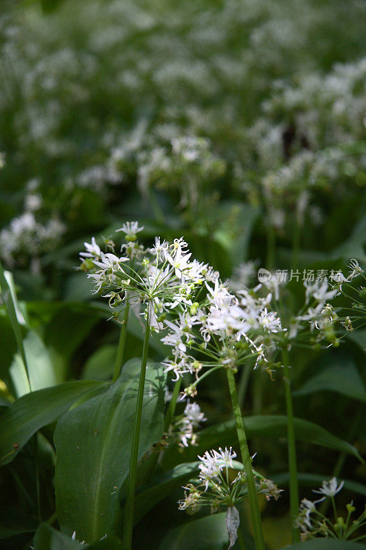 野生大蒜花